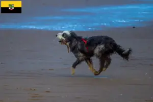 Lee más sobre el artículo Criadores de Grifón Nivernais y cachorros en Sajonia-Anhalt