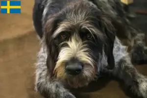 Lee más sobre el artículo Criadores de Griffon Nivernais y cachorros en Suecia