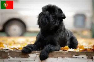 Lee más sobre el artículo Criador de Grifón enano belga y cachorros en Portugal