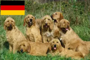 Lee más sobre el artículo Grifón Fauve de Bretaña criadores y cachorros en Alemania