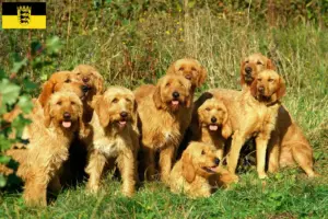 Lee más sobre el artículo Criadores de Grifón Fauve de Bretaña y cachorros en Baden-Württemberg