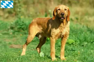 Lee más sobre el artículo Criadores y cachorros de Grifón Fauve de Bretaña en Baviera