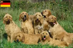 Lee más sobre el artículo Criadores y cachorros de Grifón Fauve de Bretaña en Renania-Palatinado