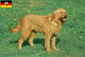 Lee más sobre el artículo Criadores de Grifón Fauve de Bretaña y cachorros en Sarre