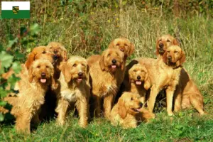 Lee más sobre el artículo Criadores y cachorros de Grifón Fauve de Bretaña en Sajonia