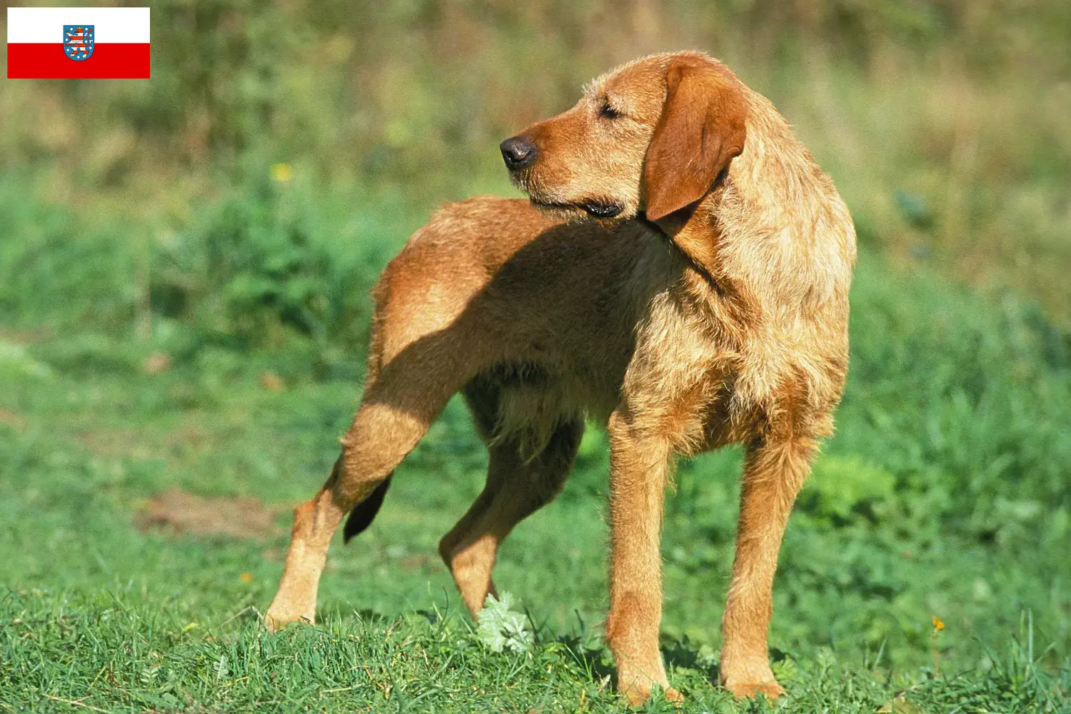 Grifón Fauve de Bretaña cachorros y criadores Turingia Encuentra aquí criadores de Grifón Fauve de Bretagnes en Turingia.