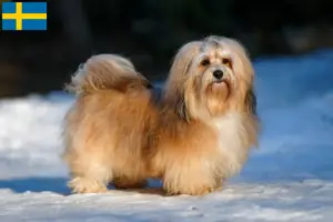 Lee más sobre el artículo Criadores de Bichón Habanero y cachorros en Suecia