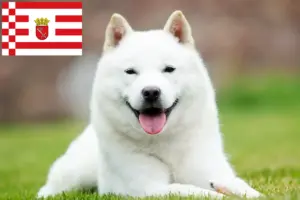 Lee más sobre el artículo Criadores y cachorros de Hokkaido en Bremen