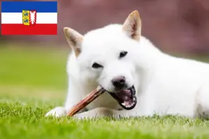Lee más sobre el artículo Criadores y cachorros de Hokkaido en Schleswig-Holstein
