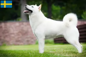 Lee más sobre el artículo Criadores y cachorros de Hokkaido en Suecia