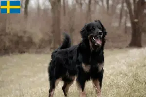 Lee más sobre el artículo Criadores y cachorros de Hovawart en Suecia