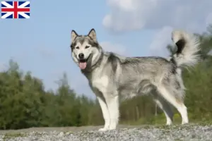 Lee más sobre el artículo Criadores de huskys y cachorros en Gran Bretaña