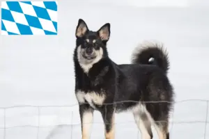 Lee más sobre el artículo Criadores de renos lapones y cachorros en Baviera