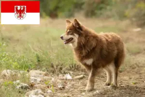 Lee más sobre el artículo Criador de renos lapones y cachorros en Brandeburgo