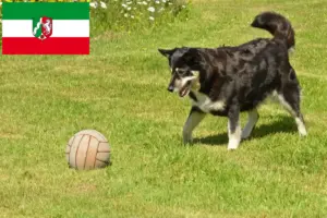 Lee más sobre el artículo Criadores de renos lapones y cachorros en Renania del Norte-Westfalia