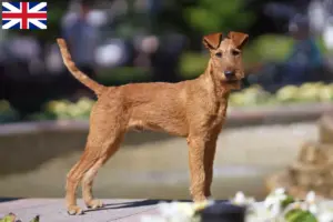 Lee más sobre el artículo Criadores y cachorros de Terrier irlandés en Gran Bretaña