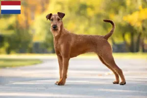 Lee más sobre el artículo Criadores y cachorros de Terrier irlandés en los Países Bajos