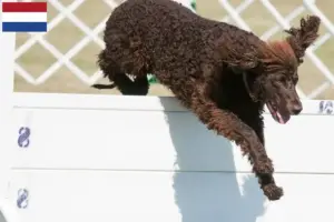 Lee más sobre el artículo Criadores y cachorros de Irish Water Spaniel en los Países Bajos