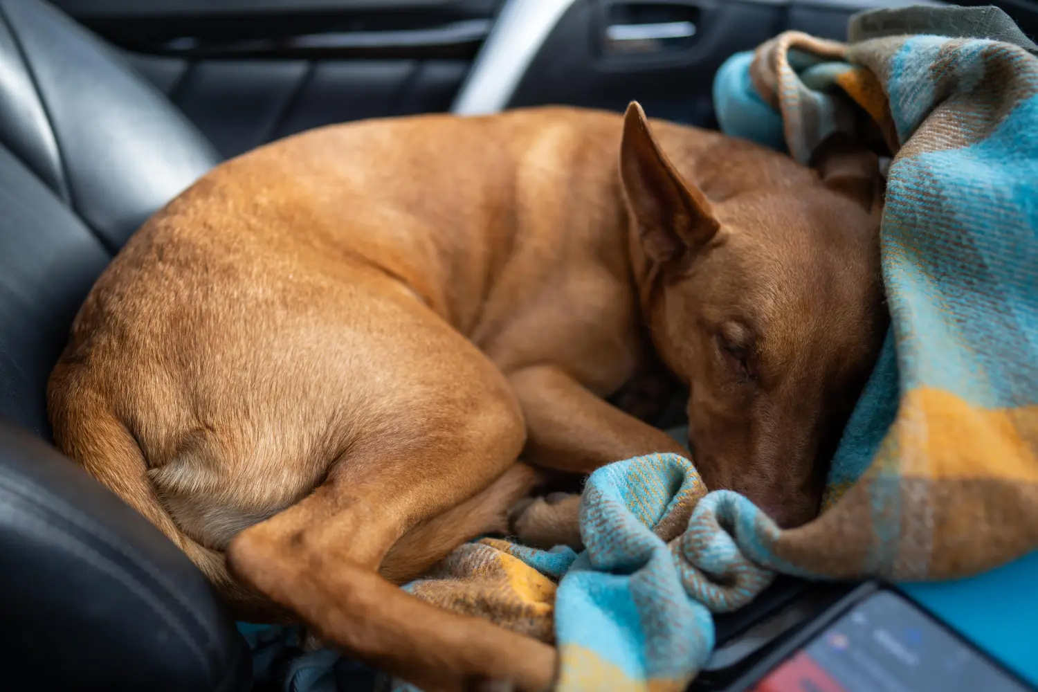 Comprar un cachorro de Australian Kelpie significa asumir responsabilidades. Comprar cachorros Kelpie australianos.