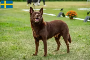 Lee más sobre el artículo Criadores de Australian Kelpie y cachorros en Suecia