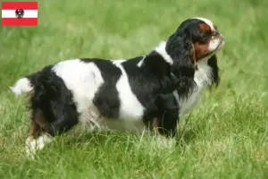 Lee más sobre el artículo Criadores y cachorros de King Charles Spaniel en Austria