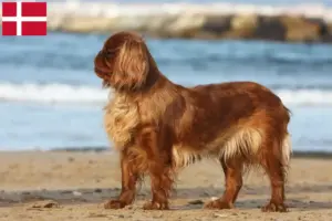 Lee más sobre el artículo Criadores de King Charles Spaniel y cachorros en Dinamarca