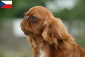 Lee más sobre el artículo Criadores y cachorros de King Charles Spaniel en la República Checa