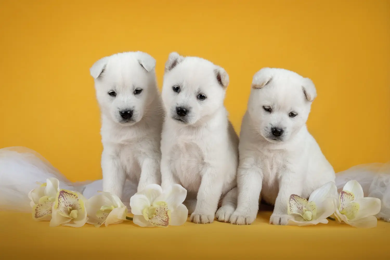 Comprar un cachorro de Kishu significa asumir responsabilidades. Comprar cachorros Kishu.