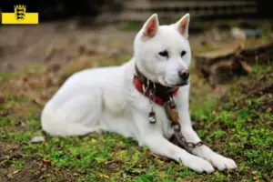 Lee más sobre el artículo Criadores de Kishu y cachorros en Baden-Württemberg
