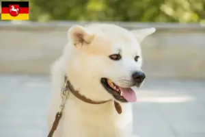 Lee más sobre el artículo Criadores de Kishu y cachorros en Baja Sajonia