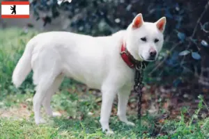 Lee más sobre el artículo Criadores de Kishu y cachorros en Berlín