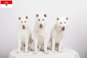 Lee más sobre el artículo Criadores de Kishu y cachorros en Brandenburgo