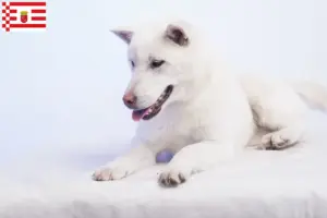 Lee más sobre el artículo Criadores de Kishu y cachorros en Bremen