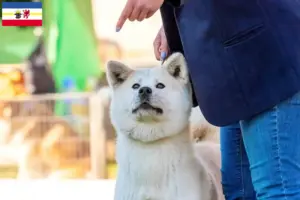 Lee más sobre el artículo Criadores de Kishu y cachorros en Mecklemburgo-Pomerania Occidental