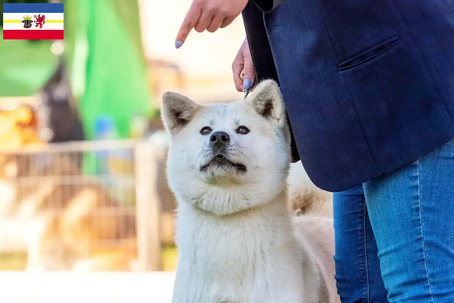 Lee más sobre el artículo Criadores de Kishu y cachorros en Mecklemburgo-Pomerania Occidental