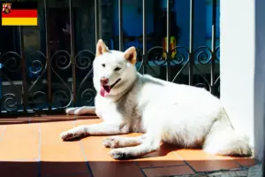 Lee más sobre el artículo Criadores de Kishu y cachorros en Renania-Palatinado