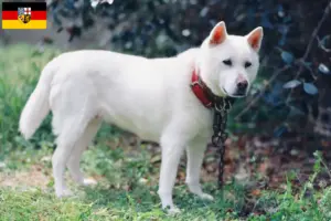 Lee más sobre el artículo Criadores de Kishu y cachorros en Sarre