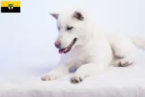 Lee más sobre el artículo Criadores de Kishu y cachorros en Sajonia-Anhalt