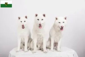 Lee más sobre el artículo Criadores de Kishu y cachorros en Sajonia