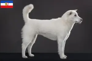 Lee más sobre el artículo Criadores de Kishu y cachorros en Schleswig-Holstein