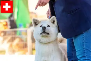 Lee más sobre el artículo Criadores de Kishu y cachorros en Suiza