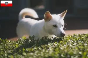 Lee más sobre el artículo Criadores de Kishu y cachorros en Turingia