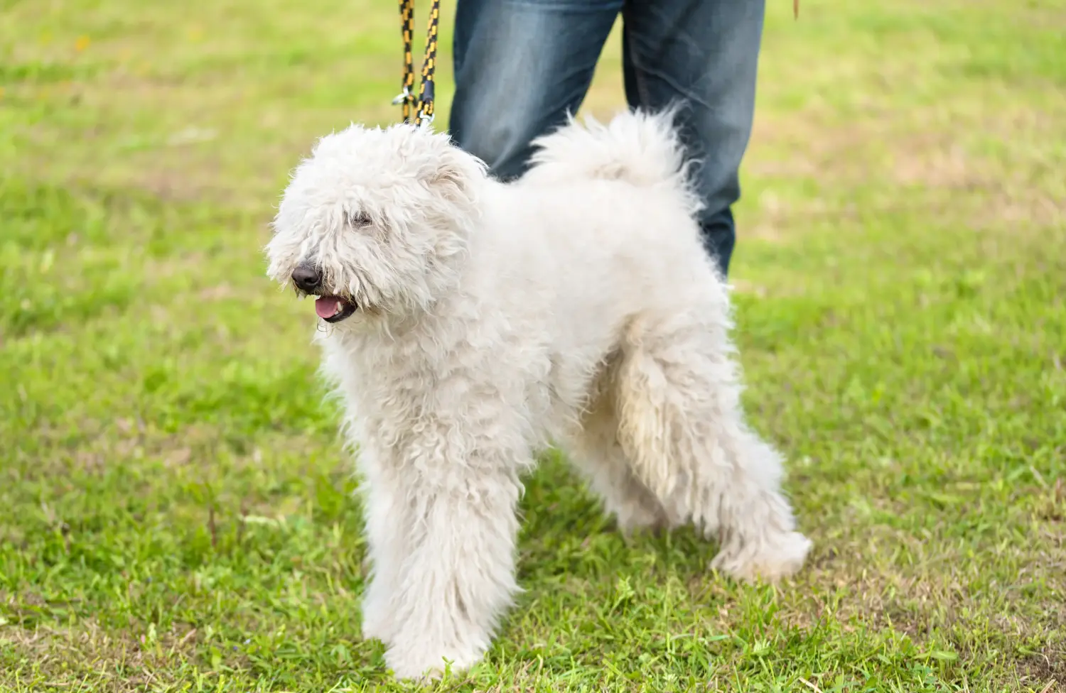 Comprar un cachorro de Komondor significa asumir responsabilidades. Comprar cachorros Komondor.
