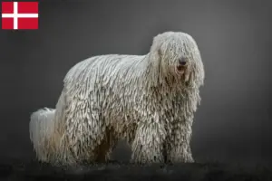 Lee más sobre el artículo Criadores de Komondor y cachorros en Dinamarca