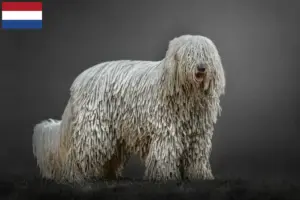 Lee más sobre el artículo Criadores y cachorros de Komondor en los Países Bajos