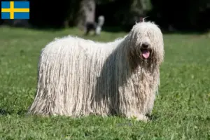 Lee más sobre el artículo Criadores y cachorros de Komondor en Suecia