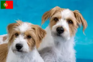 Lee más sobre el artículo Criadores y cachorros de Kromfohrländer en Portugal