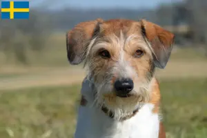 Lee más sobre el artículo Criadores y cachorros de Kromfohrländer en Suecia
