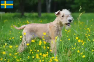 Lee más sobre el artículo Criadores y cachorros de Lakeland Terrier en Suecia
