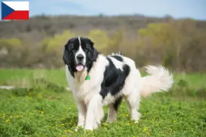 Lee más sobre el artículo Criadores y cachorros de Landseer en la República Checa